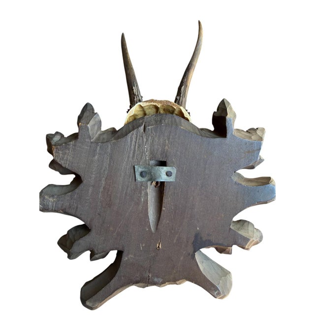Cabin Roe Deer Trophy 230 Black Forest Antlers For Sale - Image 3 of 5
