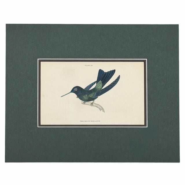 French Antique Hummingbird Print Gallery, Set of 5 | 1833 Hand-Colored Jardine Engravings, Matted For Sale - Image 3 of 6