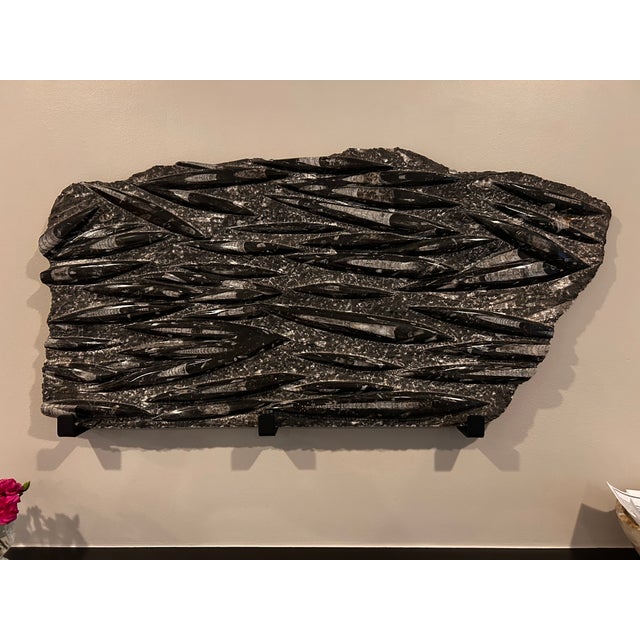 This Prehistoric fossil of Orthoceras, distant relative of squid and octopus, is stunning and fascinating. Its shows...