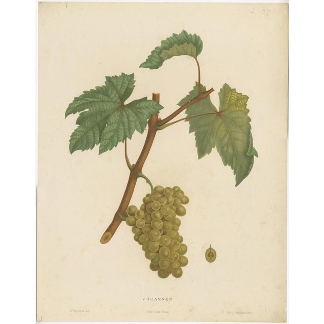 Beautiful and decorative large lithograph of the Jouannen variety of grapes. A nice print to have on the wall for every...