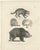 Raccoon and Bear, 1836, Paper For Sale