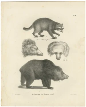 Raccoon and Bear, 1836, Paper