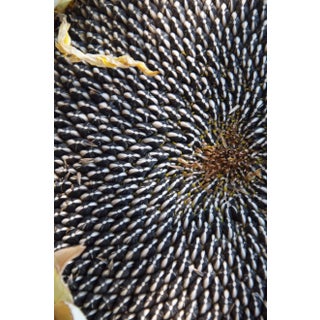 Gaétan Caron "Sunflower Seeds" Framed Botanical Color Photograph, 2011 For Sale