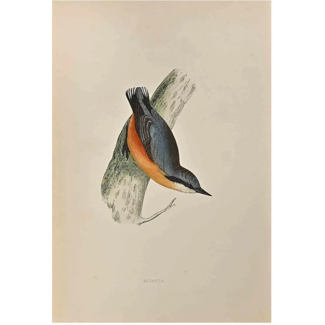 Nuthatch is a modern artwork realized in 1870 by the British artist Alexander Francis Lydon (1836-1917) . Woodcut print,...