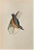 Nuthatch is a modern artwork realized in 1870 by the British artist Alexander Francis Lydon (1836-1917) . Woodcut print,...