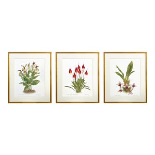 Large Orchid Giclee Prints Hand-Retouched by Angela Mirro - Set of Three Framed Prints For Sale