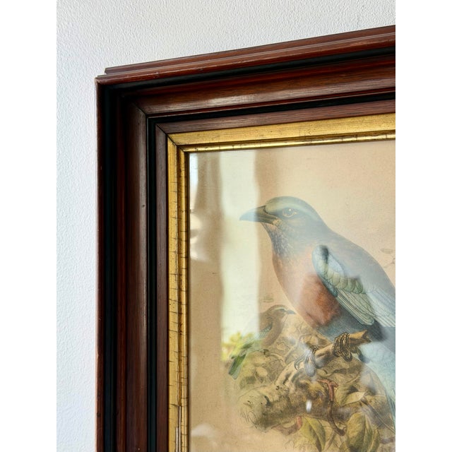 Antique Burmese Roller Lithograph After j.g. Keulemans in Deep Wood Frame For Sale - Image 4 of 11