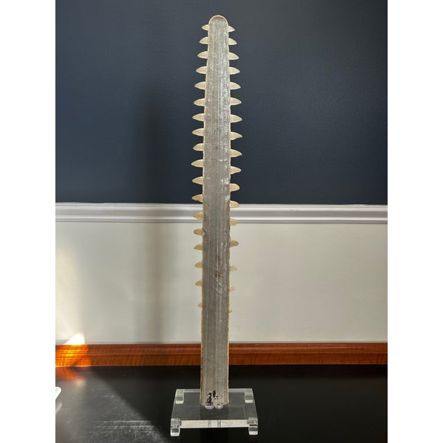 White Vintage Sawfish Rostrum Sculpture on Lucite Base For Sale - Image 8 of 9