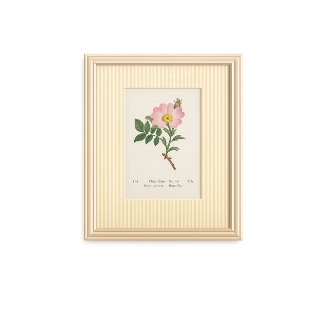 Set of Twelve Antique Alpine Botanical Chromolithographs Circa 1909 in Custom Frames. For Sale In Milwaukee - Image 6 of 15