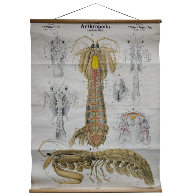 Midcentury Print Poster Chart Of Arthropod Crustacean Printed
