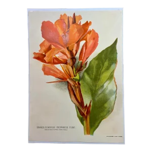 Antique Botanical Print From England Showcasing a Vibrant Orangish Red Indian Shot Flower With Green Foliage - Circa 1893