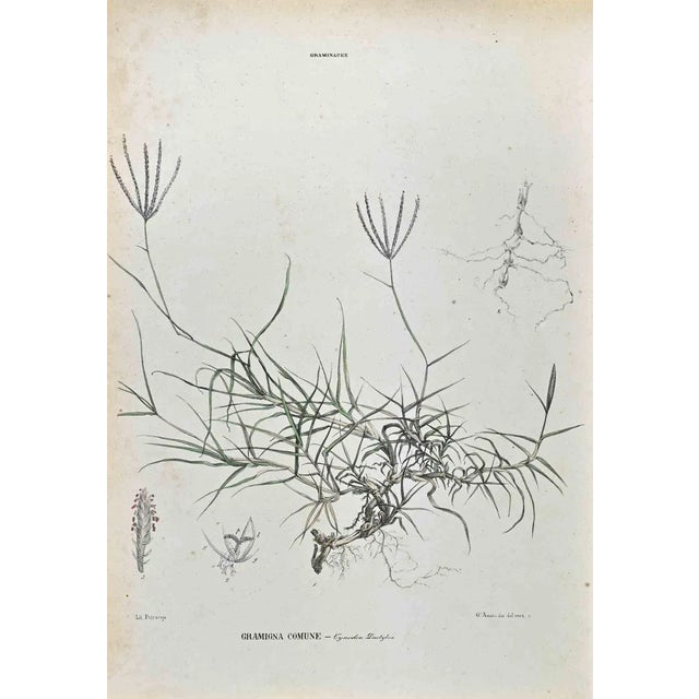 Vincenzo Tenore, The Grasses, Lithograph, 1870s For Sale