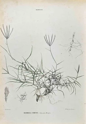 Vincenzo Tenore, The Grasses, Lithograph, 1870s