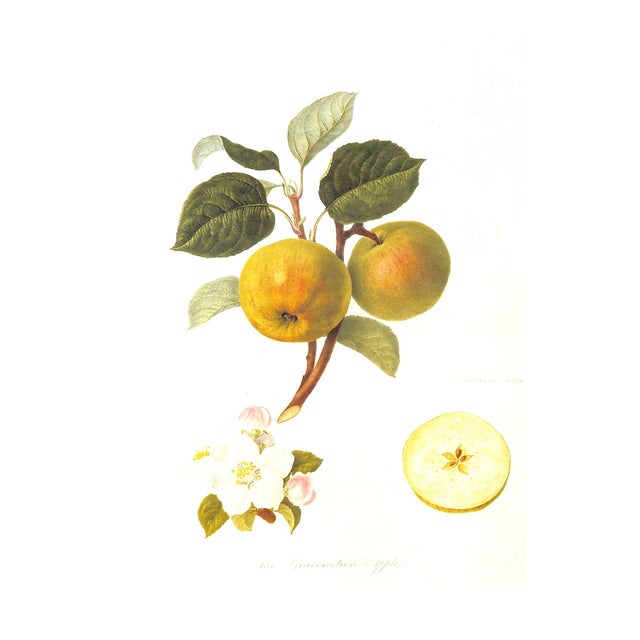 1980s "Hooker's Finest Fruits: A Selection of Paintings of Fruits" 1989 Roach, Frederick and Stearn, William T. For Sale - Image 5 of 8