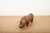 Animal Rhino Ottoman in Leather by Dimitri Omersa for Omersa, 1963 For Sale - Image 9 of 13