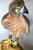 American Harrier Hawk & Gloved Handler 2003 – Carved Wooden Sculpture Signed Bradford King For Sale - Image 15 of 16