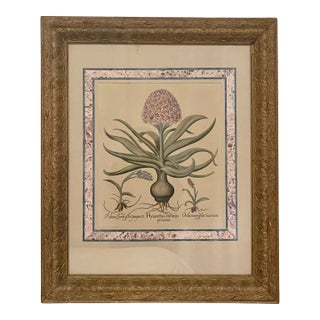 Antique Botanical Print With Marbleized Mat and Gilt Frame For Sale