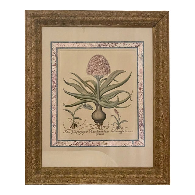 Antique Botanical Print With Marbleized Mat and Gilt Frame For Sale