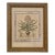 Antique Botanical Print With Marbleized Mat and Gilt Frame For Sale