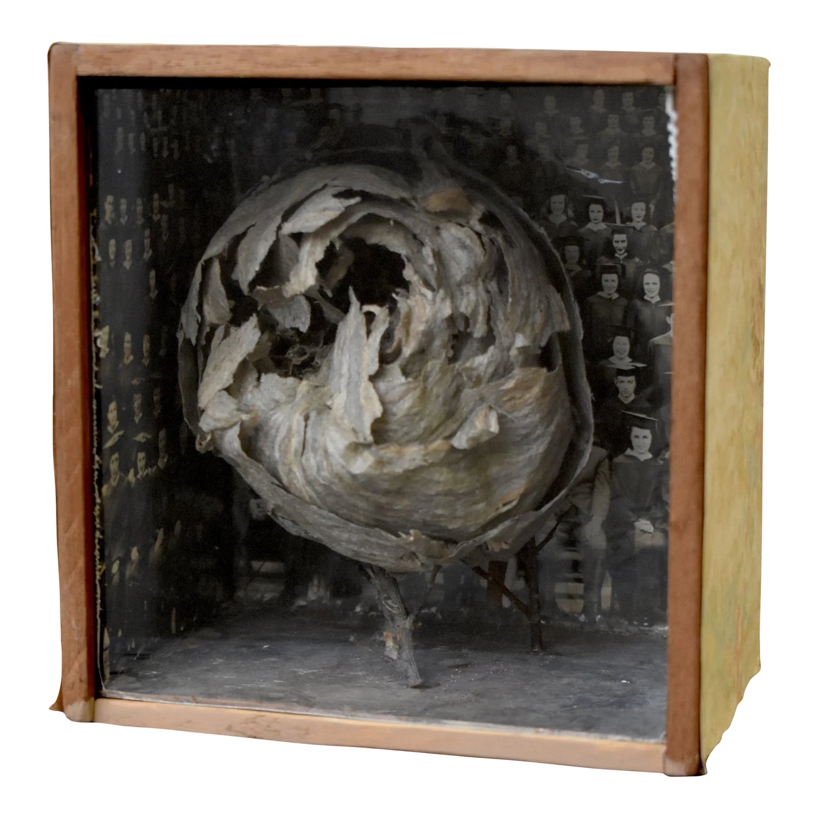 Vintage Mounted Wasp Nest Shadow Box With Panoramic Graduate Photo ...