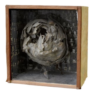 Vintage Mounted Wasp Nest Shadow Box With Panoramic Graduate Photo, Circa 1960s For Sale