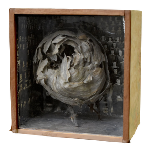 Vintage Mounted Wasp Nest Shadow Box With Panoramic Graduate Photo, Circa 1960s