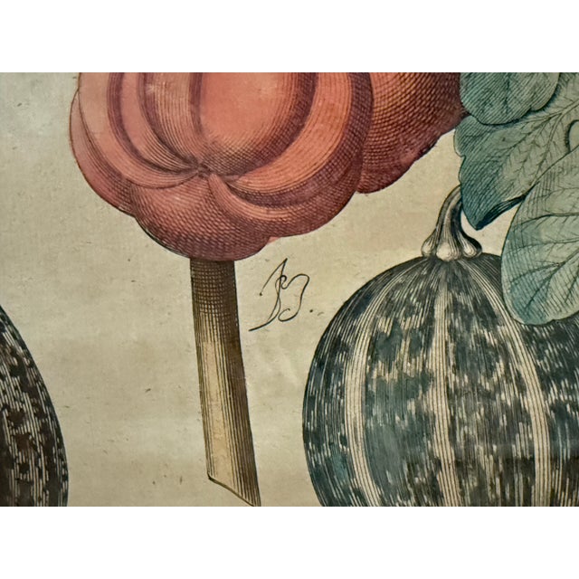 Antique Hand-Colored Engraving — Tomato & Melon Botanical Print After Basilius Besler, Framed For Sale - Image 10 of 18