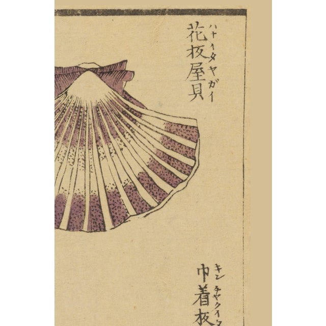 Japanese Vintage Japanese Scallop Shells, Woodblock Print Reproduction, 24" X 36" For Sale - Image 3 of 11