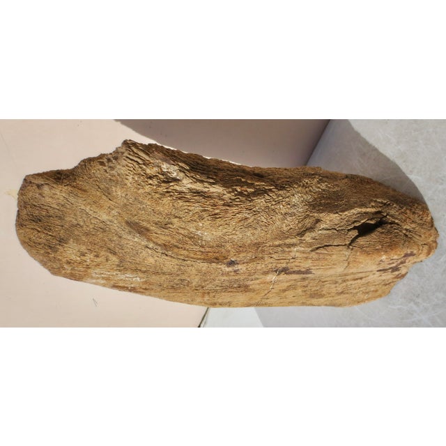 Large Petrified Wood Log For Sale In New York - Image 6 of 13