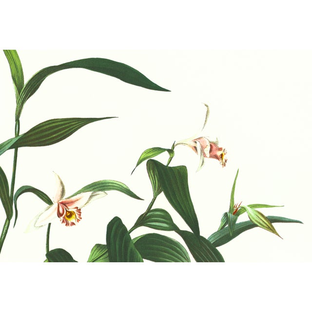 Limited edition reproduction print of one of the most famous botanical works ever produced, "The Orchidaceae of Mexico and...