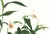 Limited edition reproduction print of one of the most famous botanical works ever produced, "The Orchidaceae of Mexico and...