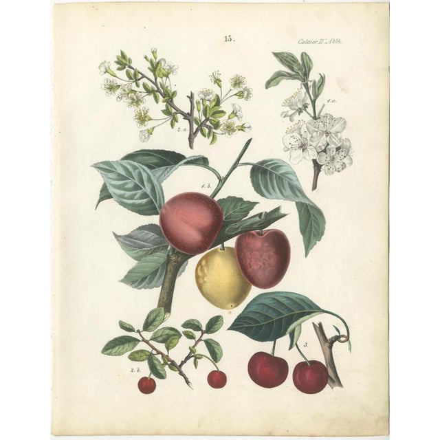 Mid 19th Century Dr. Calwer, Cherry, 1854, Chromolithographs on Paper, Set of 4 For Sale - Image 5 of 9