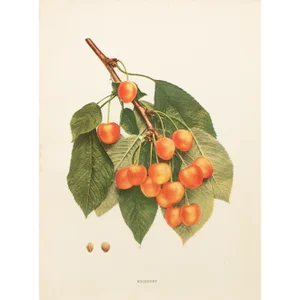 1900s U. P. Hedrick, Original Antique Photogravure of Rockport Cherries