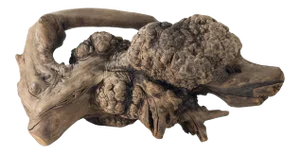 Driftwood Rootwood Poodle Dog Figure