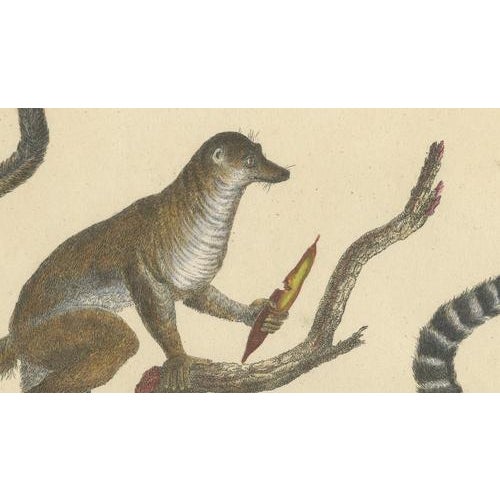 Paper Karl Joseph Brodtmannm, Ring-Tailed Lemur, 1816, Lithograph For Sale - Image 7 of 9
