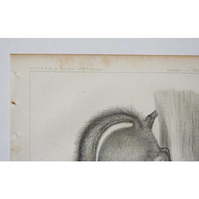 Antique mid 19th century lithograph on paper of squirrel book plate. Published by the US Pacific Railroad Exploration and...
