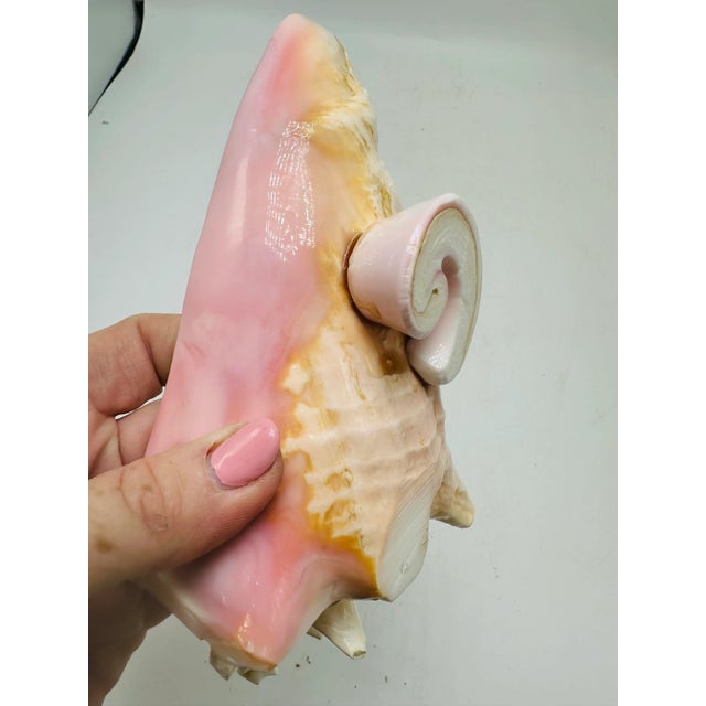 Vintage Shell Bowl For Sale In Charleston - Image 6 of 6