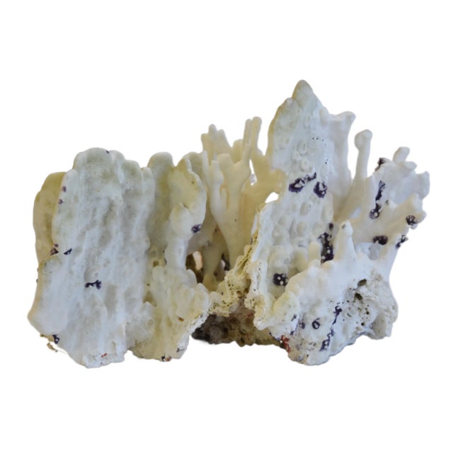 1950s Large Light Moss-Green Nautical Natural Coastal Ocean Coral Specimen For Sale - Image 5 of 8