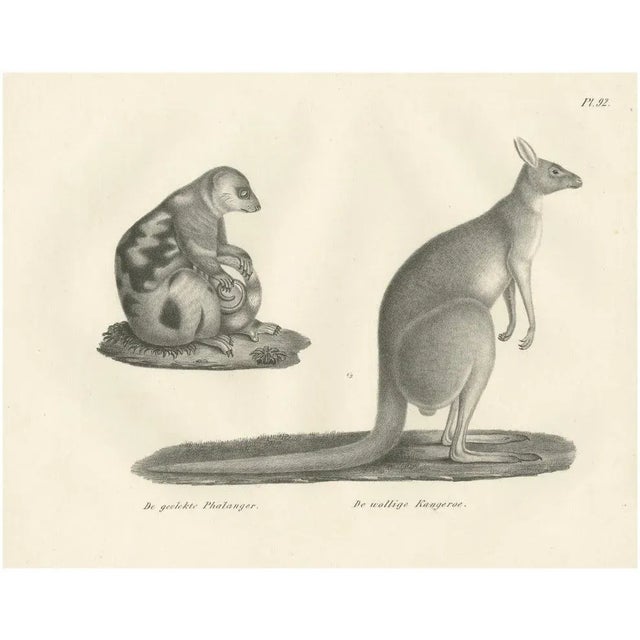 C.C. G. Zool., Spotted Phalanger and Woolly Kangaroo of Australia, 1836, Lithograph For Sale - Image 10 of 10