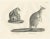 C.C. G. Zool., Spotted Phalanger and Woolly Kangaroo of Australia, 1836, Lithograph For Sale - Image 10 of 10