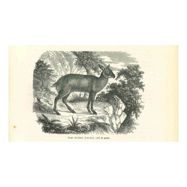 Paul Gervais, Cerf Gueul, 1854, Lithograph For Sale
