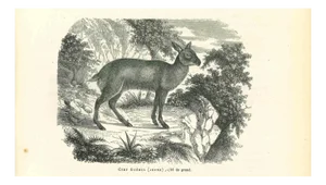 Paul Gervais, Cerf Gueul, 1854, Lithograph