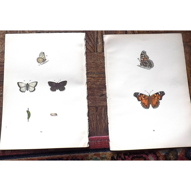 Printmaking Materials Authentic Antique 19th Century Hand Colored Butterfly Lithographs - Set of 12 For Sale - Image 7 of 12