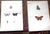 Printmaking Materials Authentic Antique 19th Century Hand Colored Butterfly Lithographs - Set of 12 For Sale - Image 7 of 12