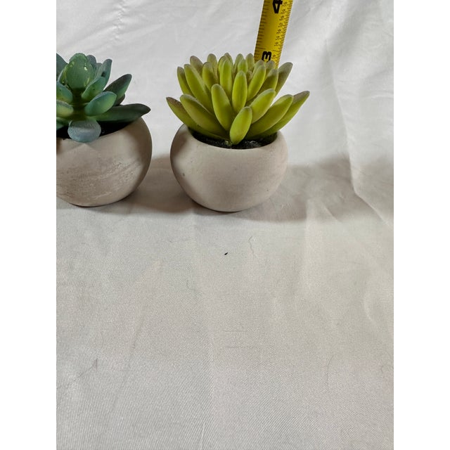 1990s Adorable Set of Petite Succulents in Little Concrete Vases For Sale - Image 5 of 5