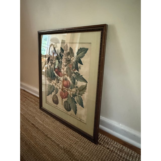 Antique Hand-Colored Engraving — Tomato & Melon Botanical Print After Basilius Besler, Framed For Sale - Image 4 of 18
