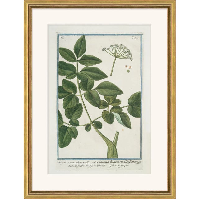 Traditional Hortus Romanus 1772-1793 XXX Framed Art Print For Sale - Image 3 of 3