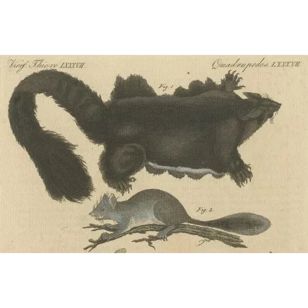 Bertuch, Illustration of Didelphis Species Opossum, Flying Squirrel and More, Print For Sale - Image 4 of 6