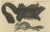 Bertuch, Illustration of Didelphis Species Opossum, Flying Squirrel and More, Print For Sale - Image 4 of 6
