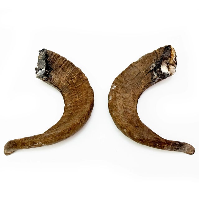 This is a large and beautiful pair of of authentic ram horns featuring natural texture and curvature. Perfect for rustic...